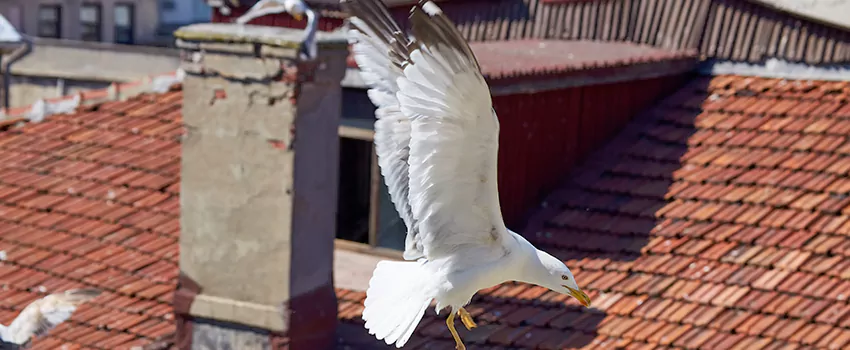 Residential Chimney Animal Removal Solution in Palatine, IL